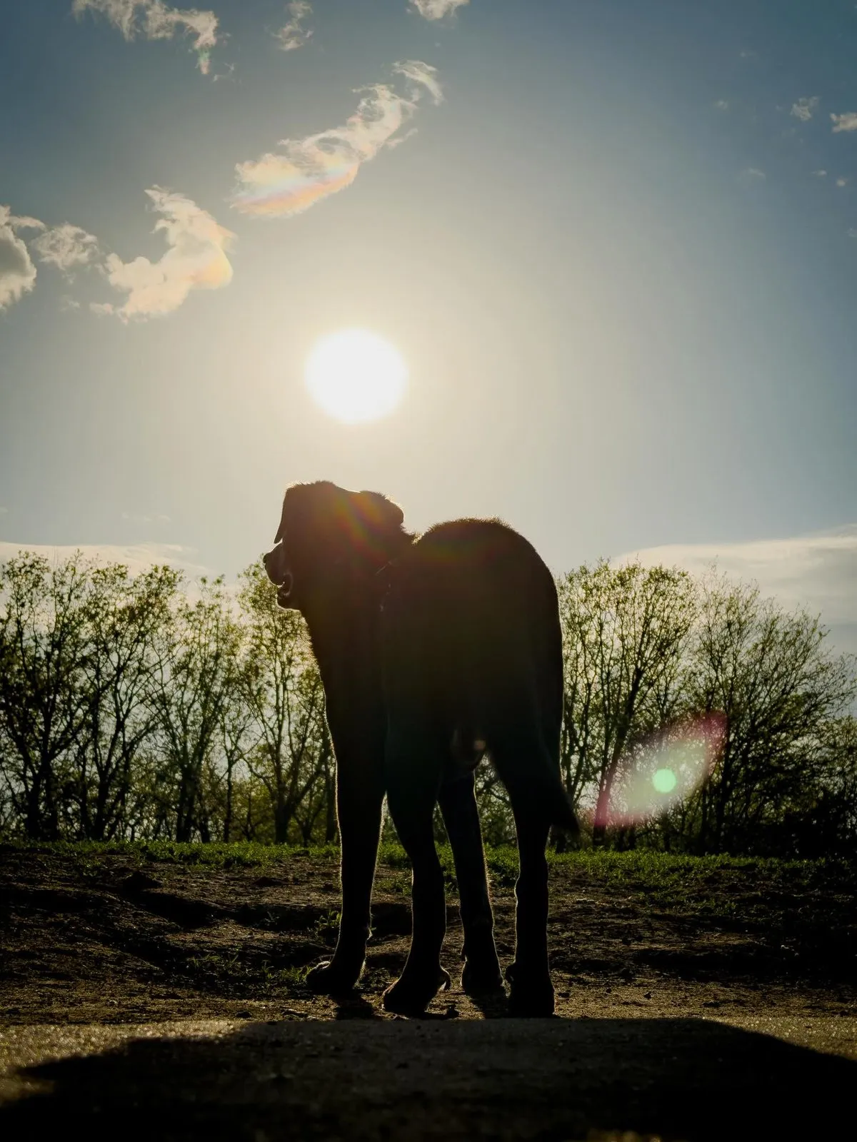 Reinhardt silhouetted against the golden-hour sun